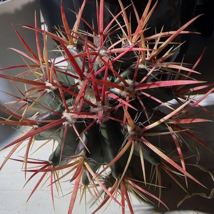 墨西哥狂刺渐变色红琥大福利