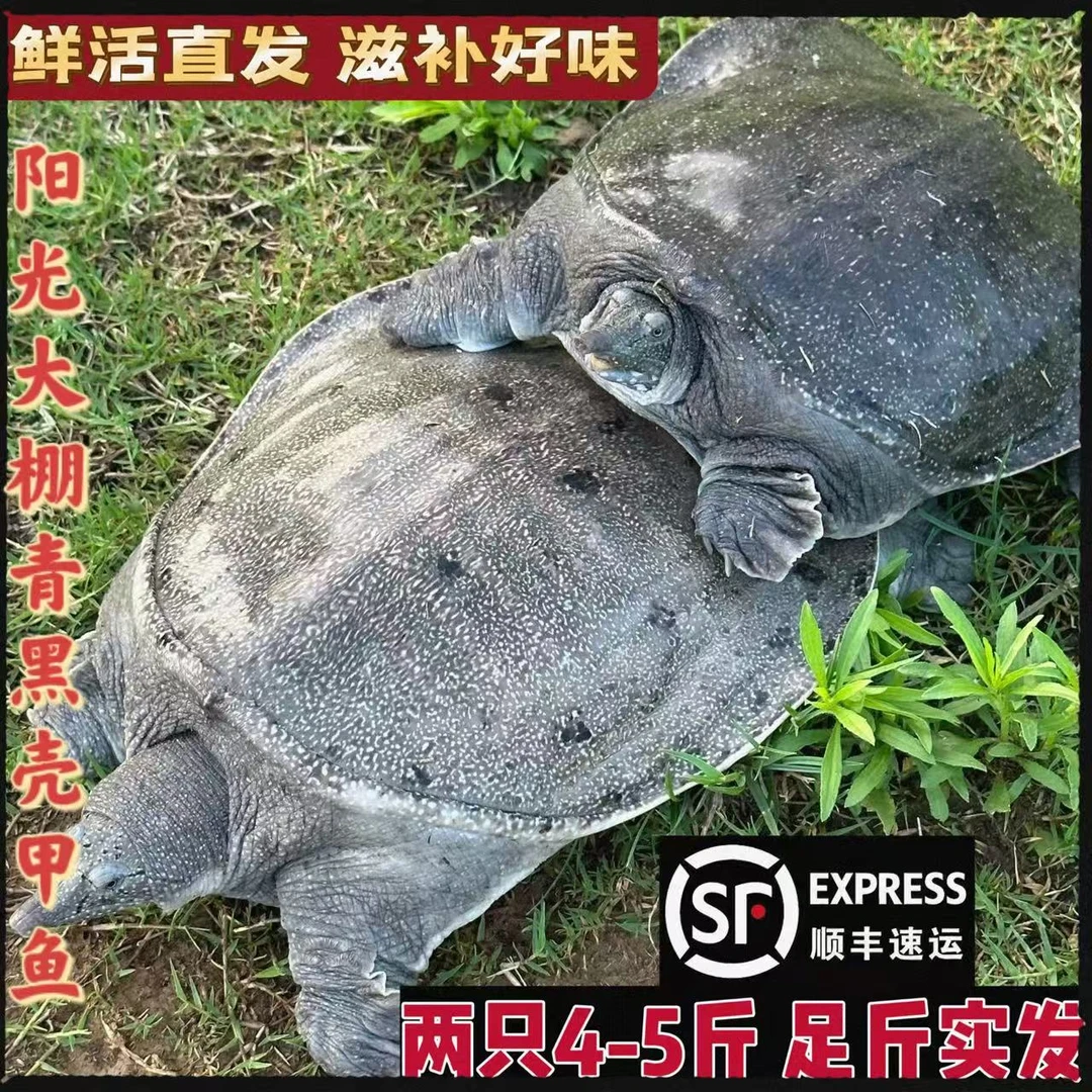 新鲜甲鱼阳光棚生态老鳖食用鲜活大甲鱼野养王八水鱼