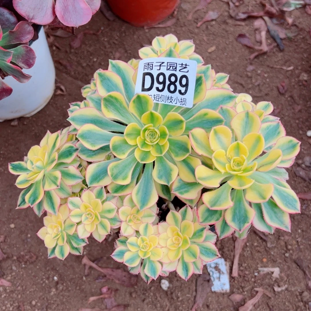 989太阳神雨子多肉植物