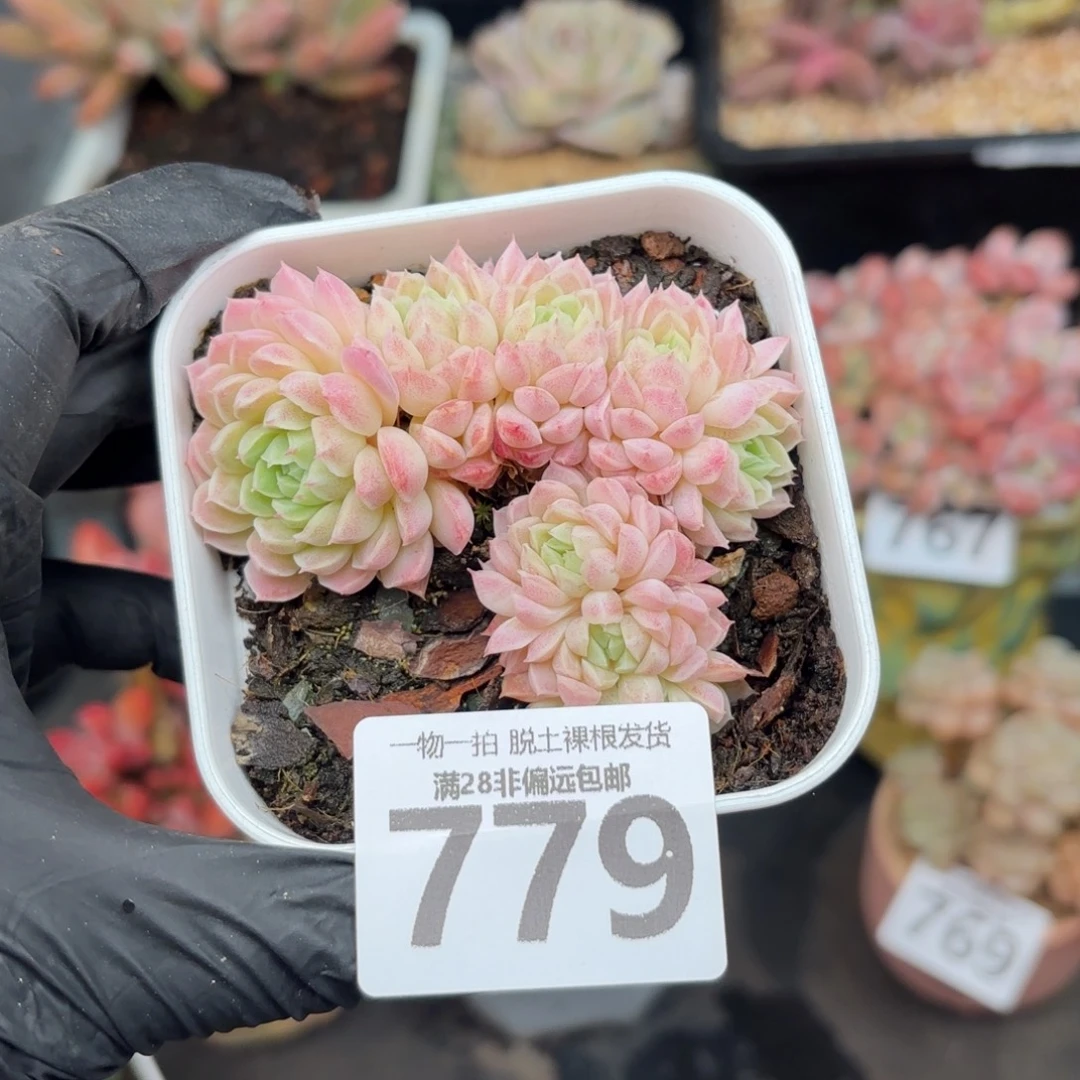 羊脂球缀化无盆土发货