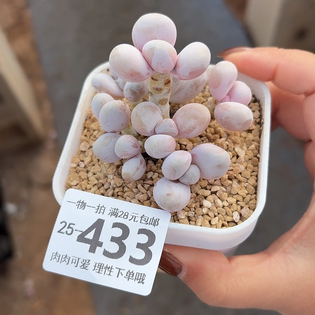 奶酪无盆土发货无盆土发货无