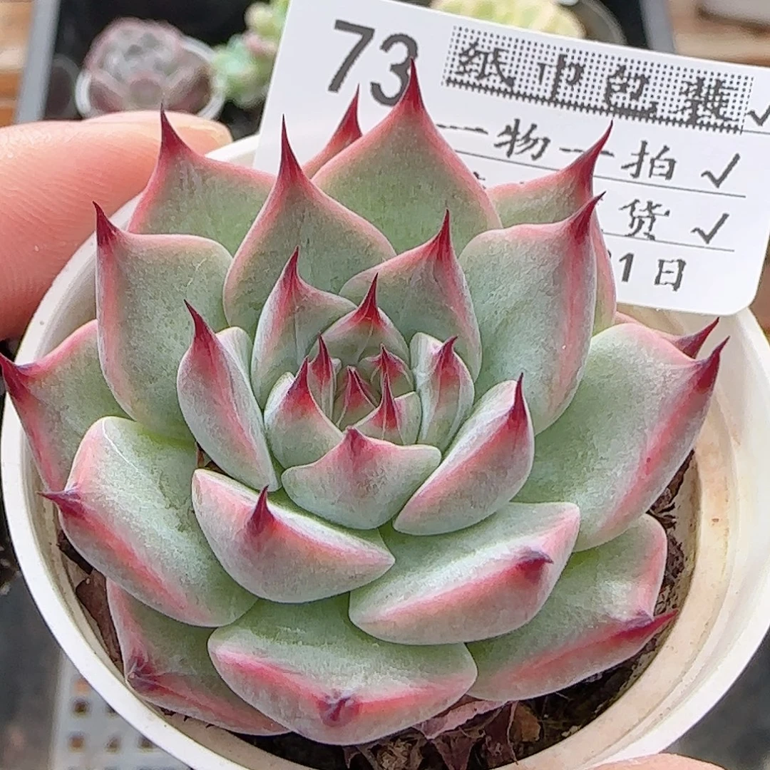 多肉0821-73福利福利