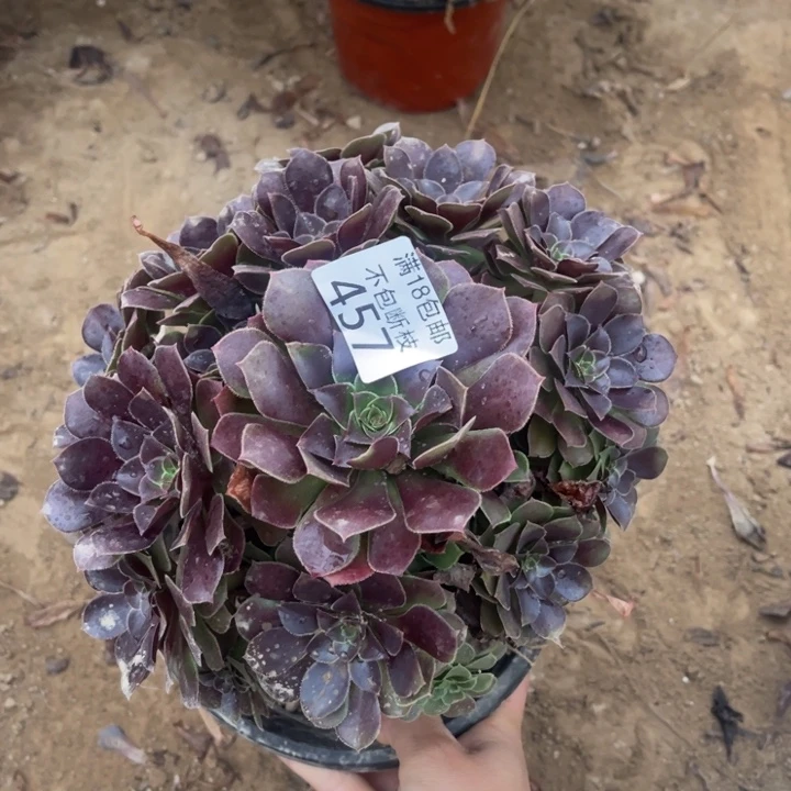 457荷兰玫瑰手捧1号