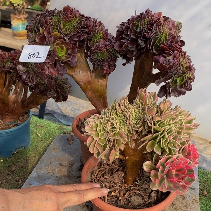 完全开放802号欧紫缀化1颗多肉