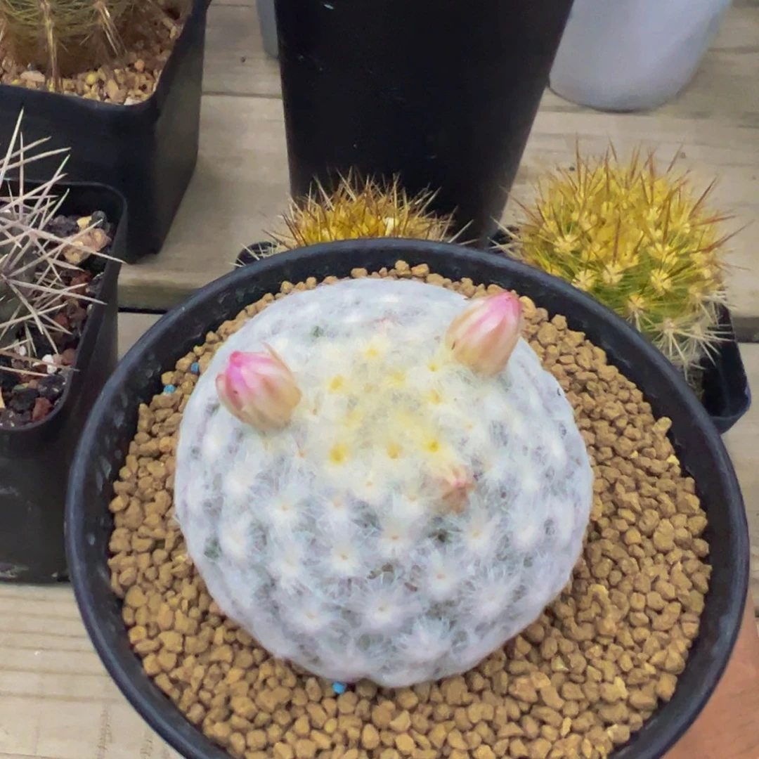 佛头白星多肉植物