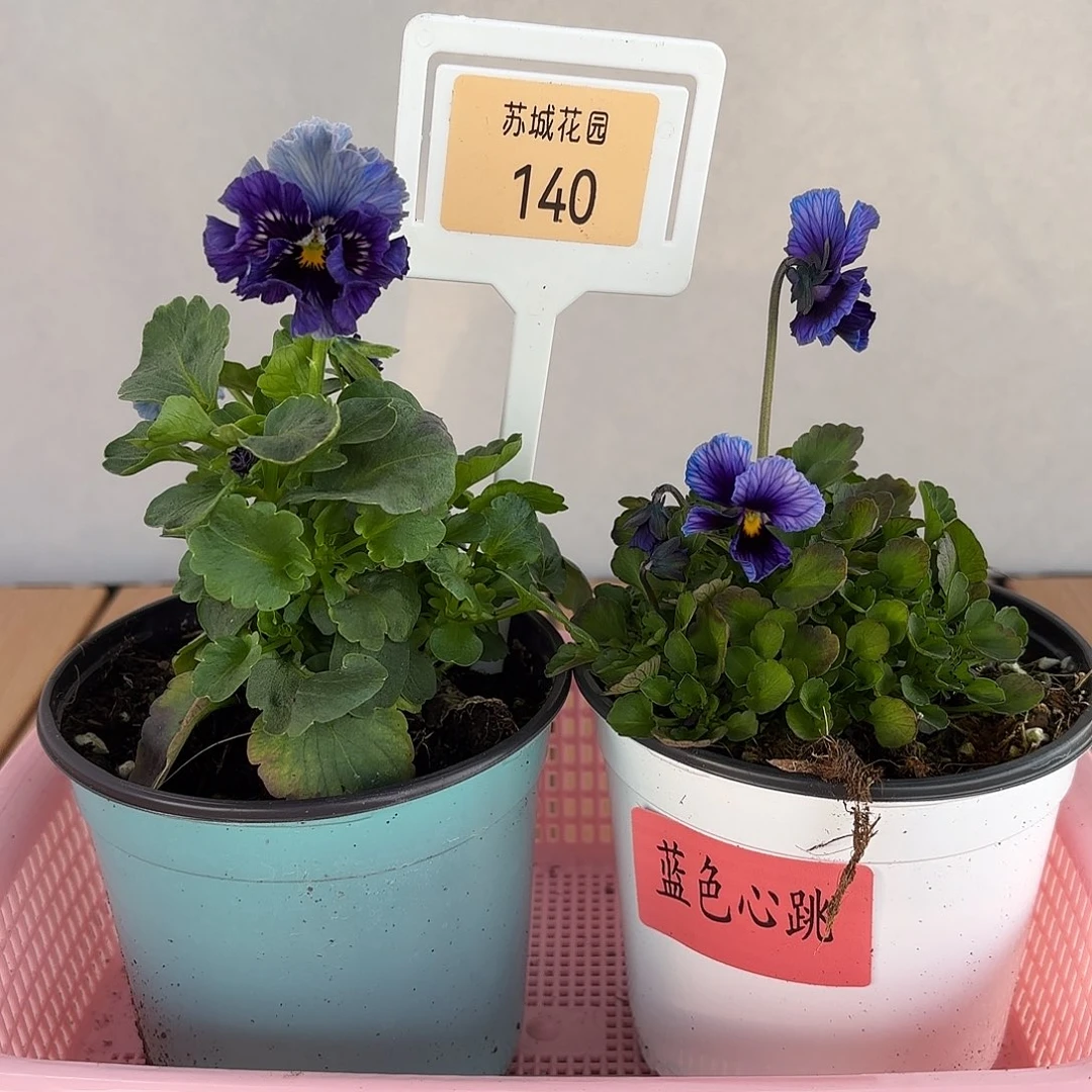 大部分开放少量花苞140