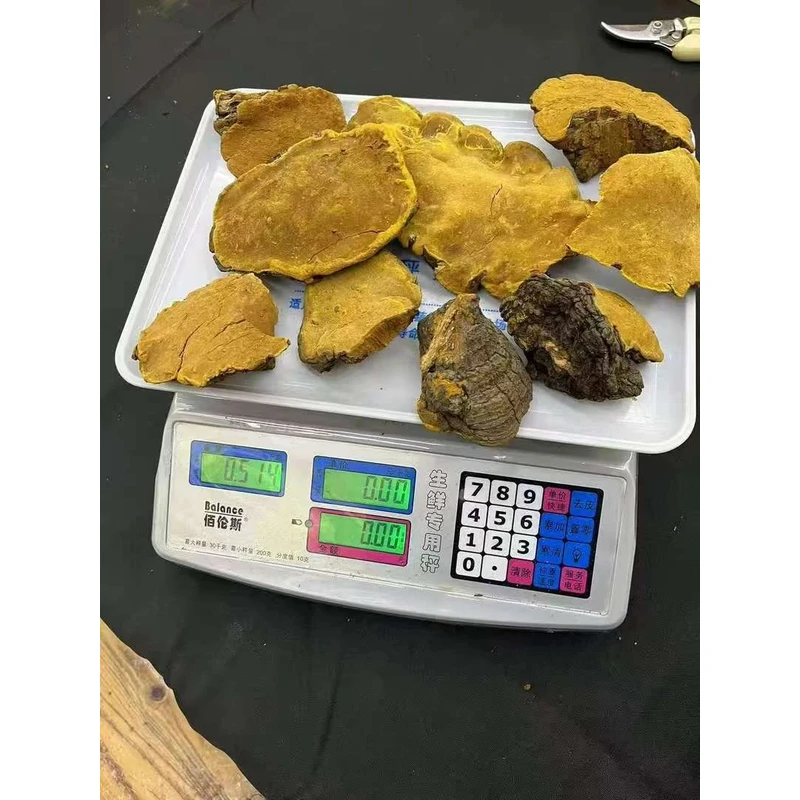 云南桑树桑黄可搭配灵芝猫爪草特色山货