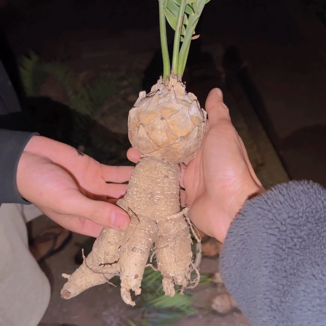 K***g块根植物块根植物