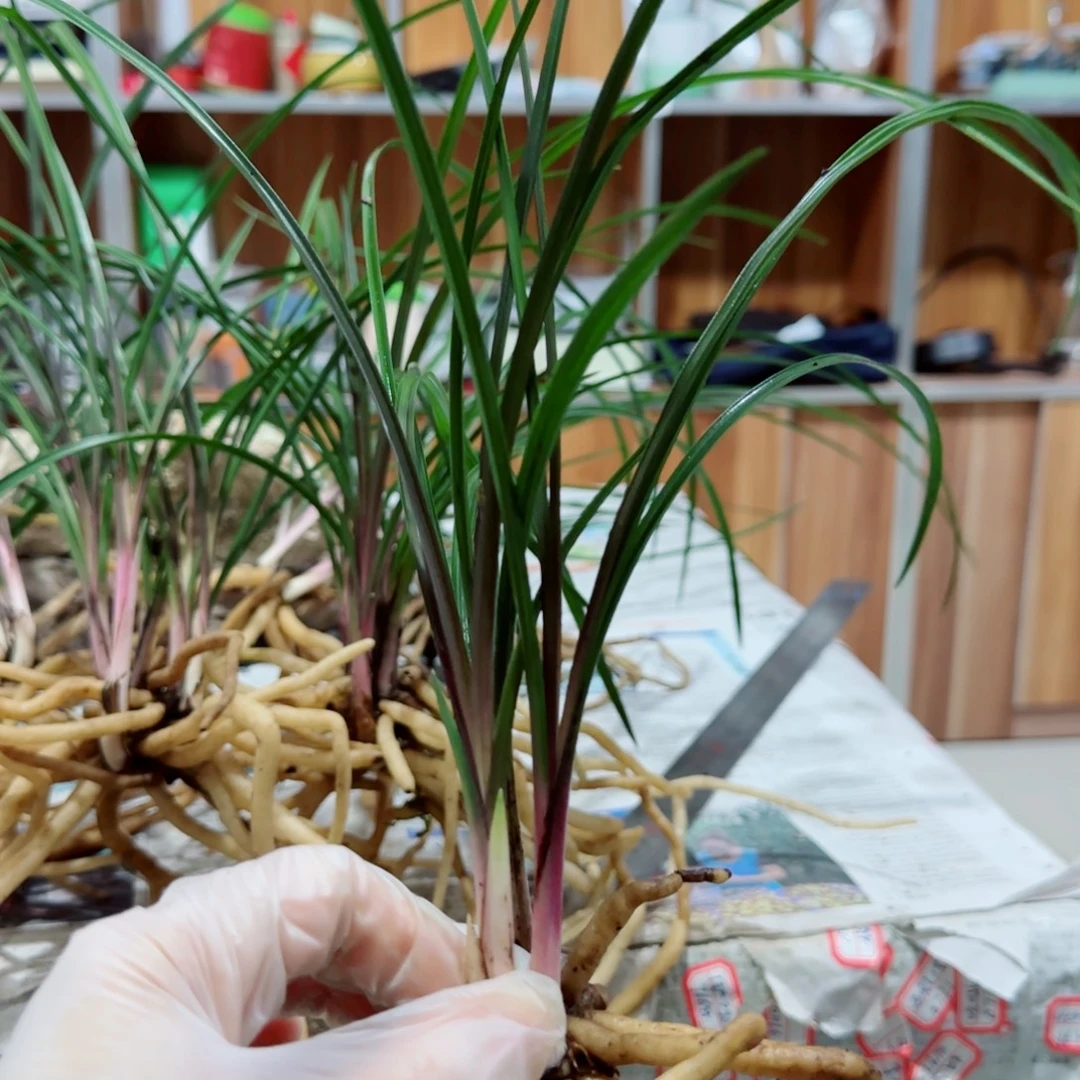 镙***钉当前无花栽培后可以开花