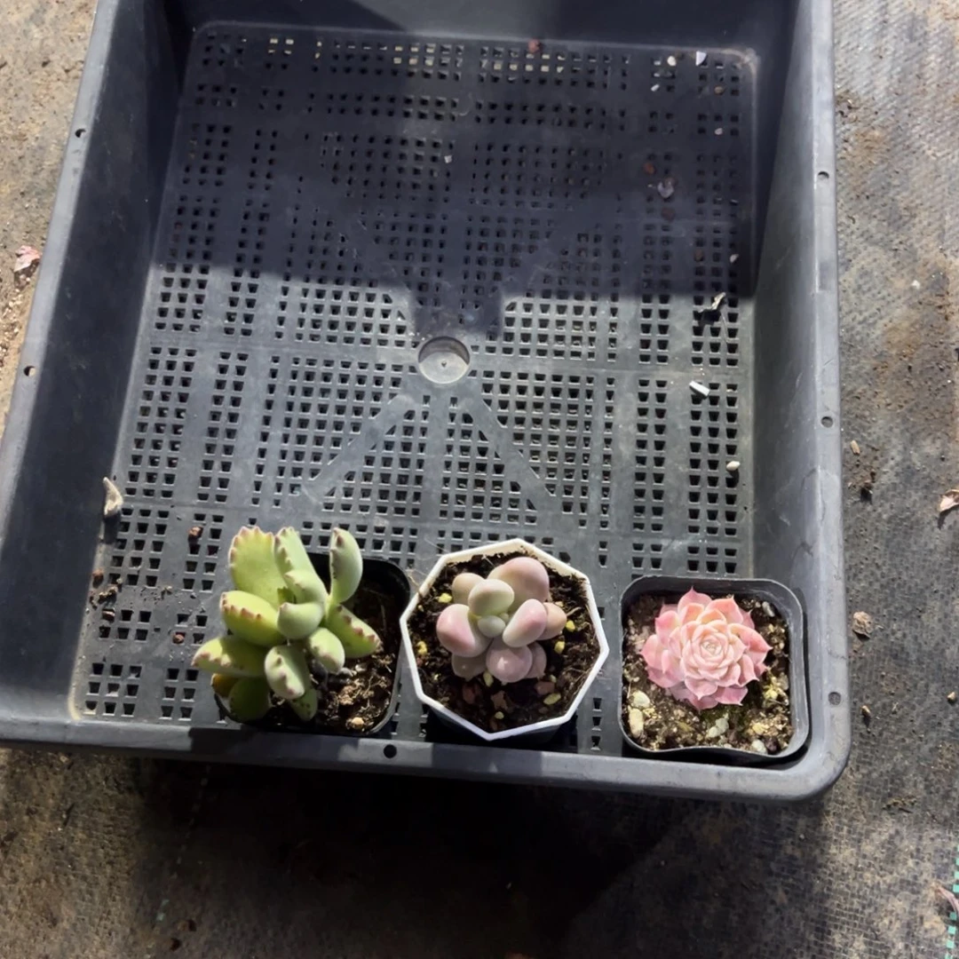 潇***雨243号到手一筐一物一拍