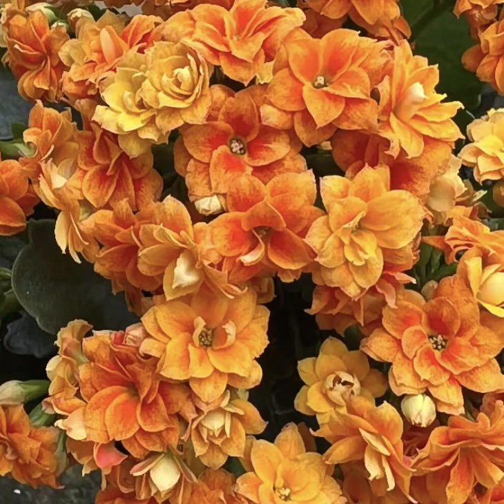 纸醉金迷110盆渐变色长寿花