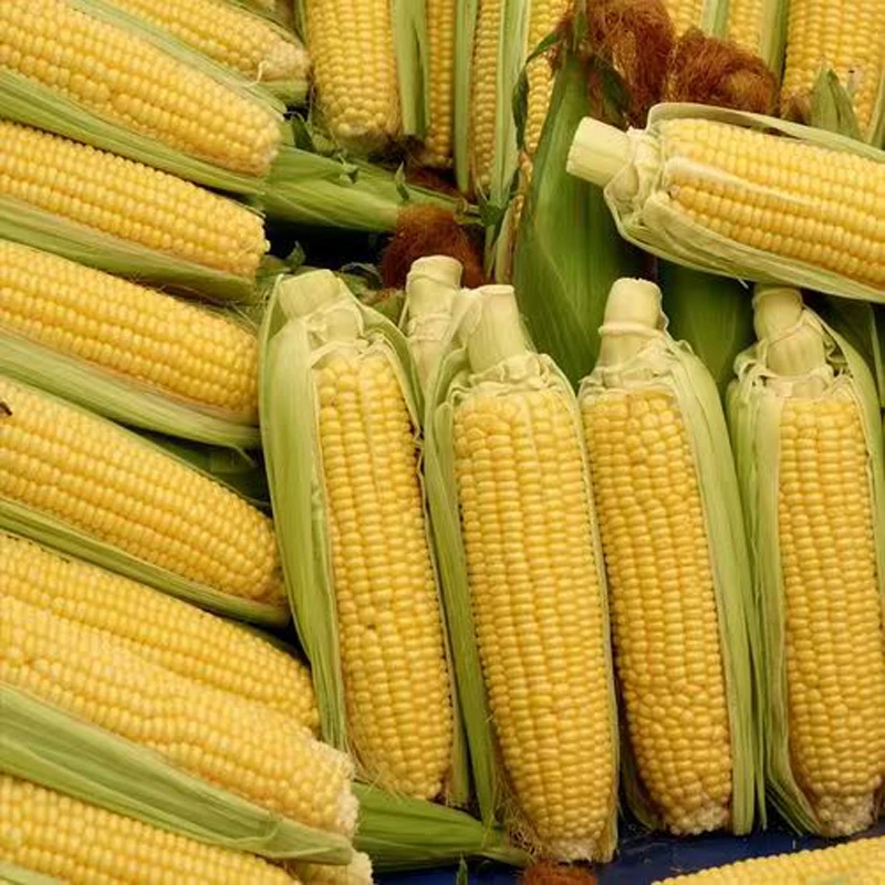 东北黑土地带皮黄粒水果玉米新鲜现摘微甜非糯水果玉米