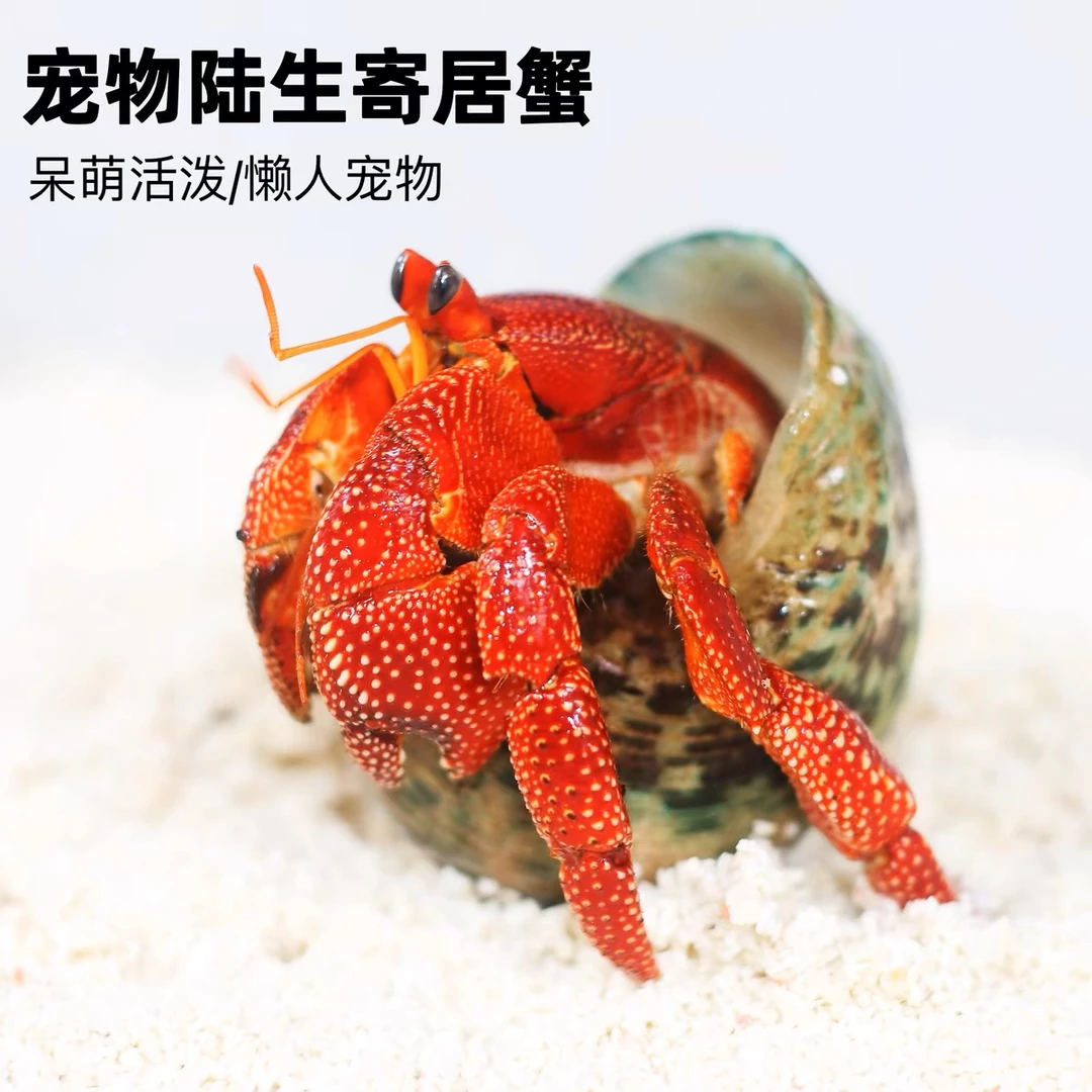 陆生寄居蟹好养易活适合懒人当桌面萌宠礼物