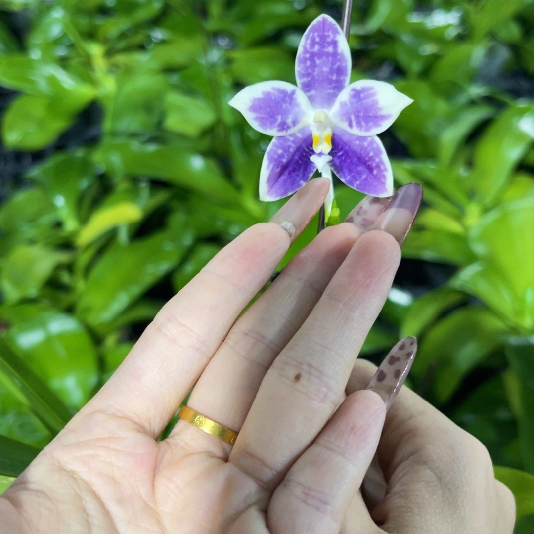 无花朵蝴蝶兰原生3485