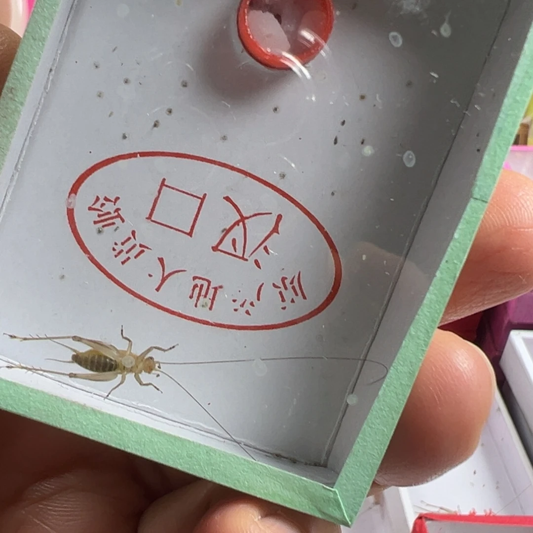 蟋蟀一只冬黄蛉长须