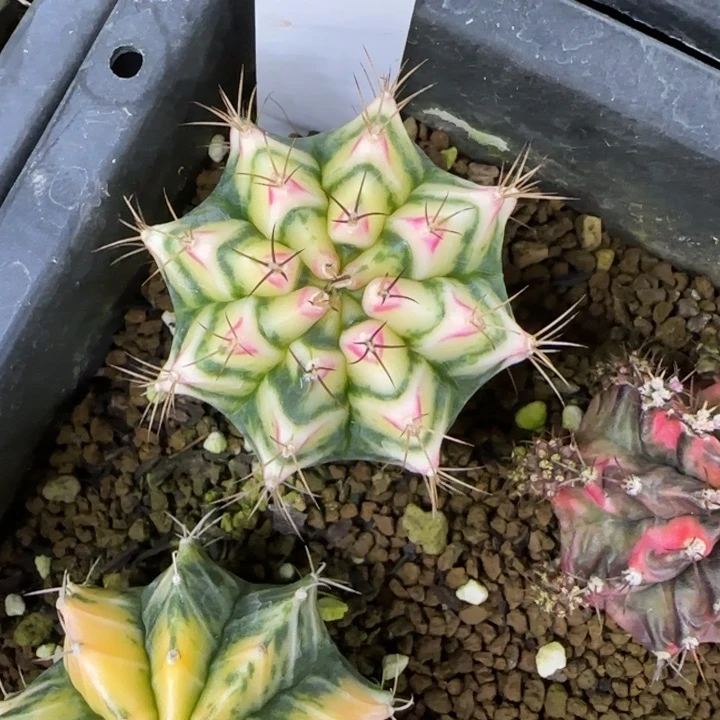 5-0224脱土发多肉花田