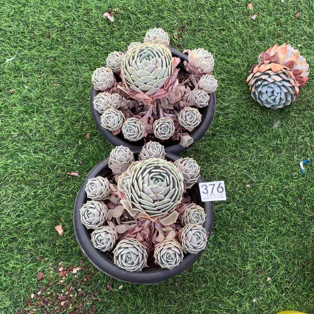 系****?376露娜连多肉植物组合