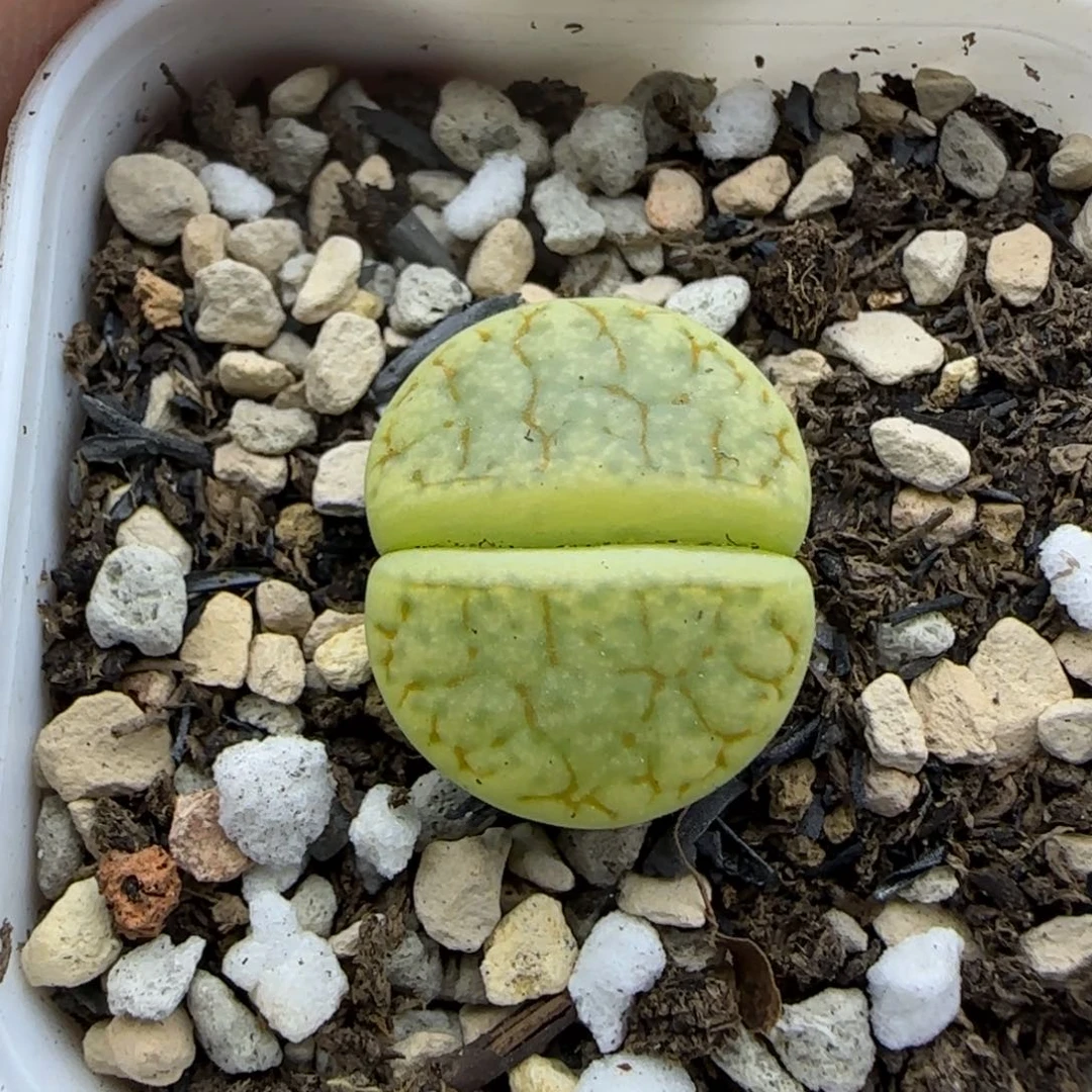 绿荒清框福利30包邮