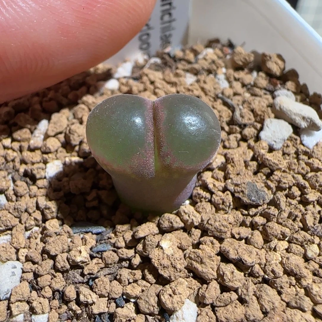 肉锥多肉植物组合-妖艳粉1234