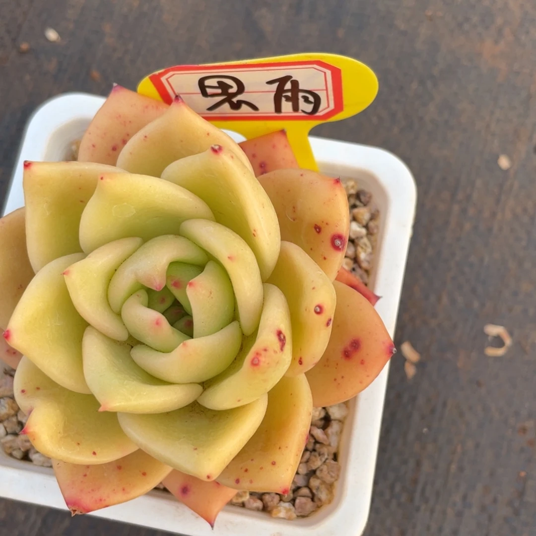 思*。姐姐说她真的有男朋友没