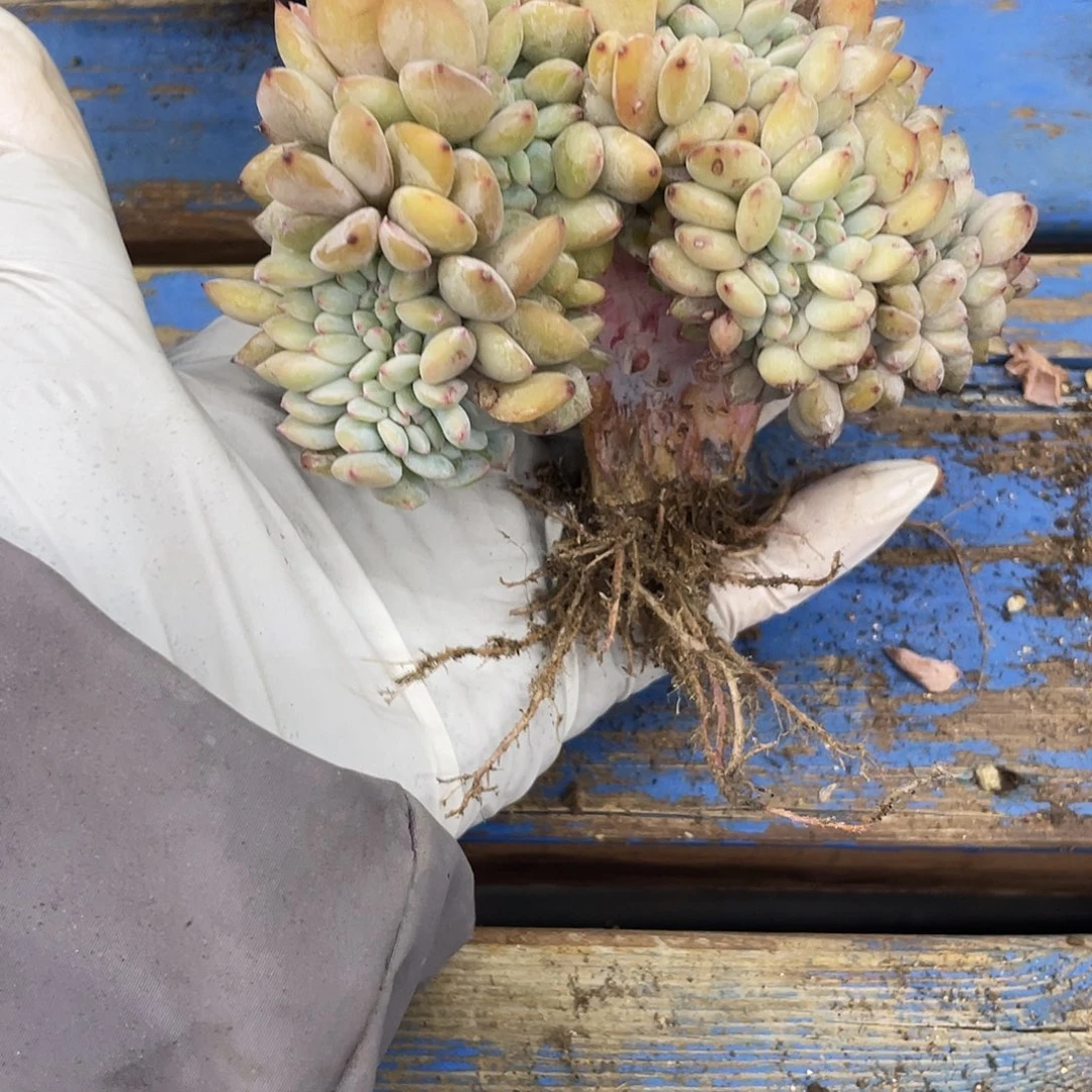 底切/瑕疵/星影缀一个，介意慎拍