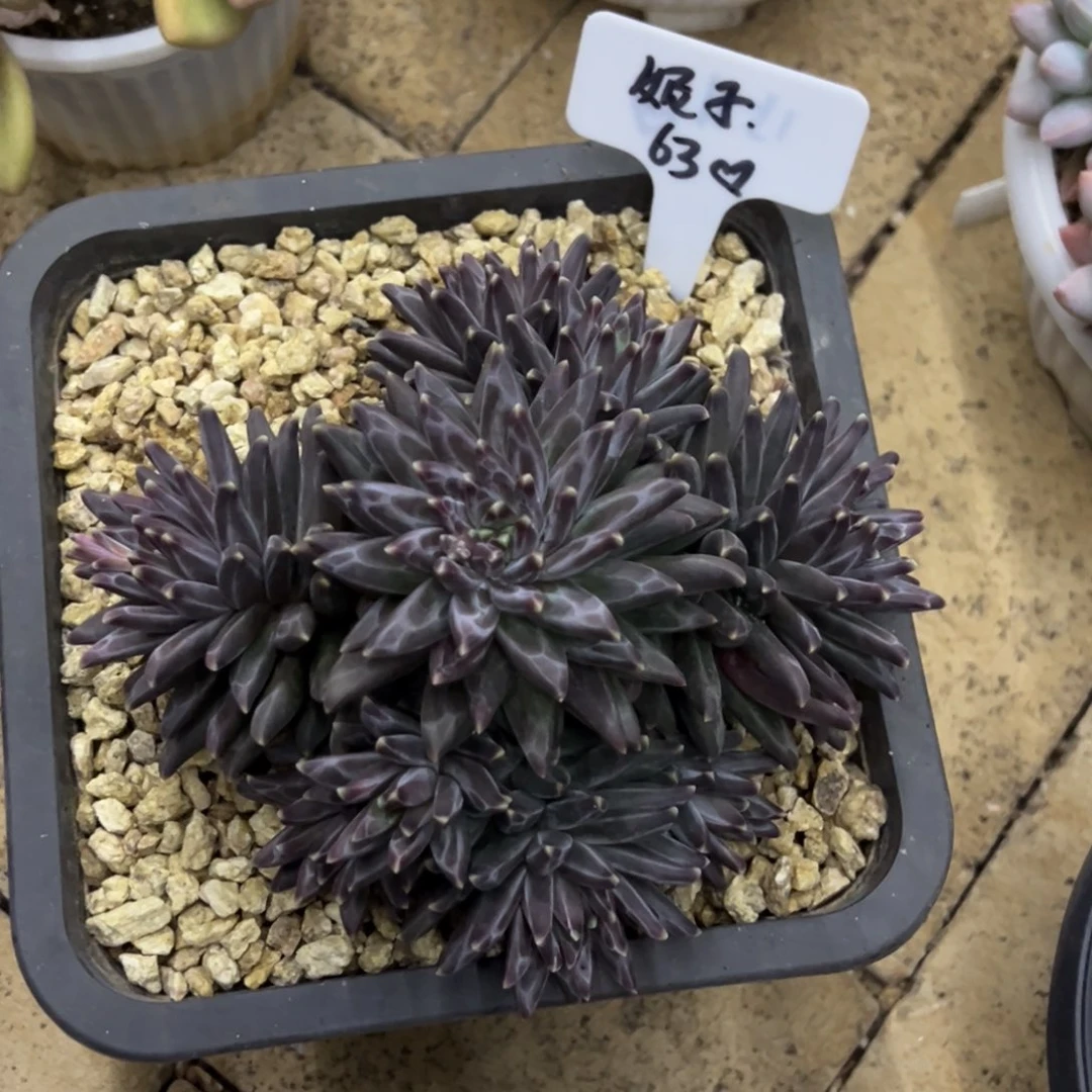 妮***。妮子63、