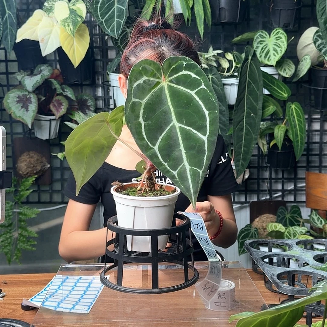 渝***家完全开放一物一拍19号