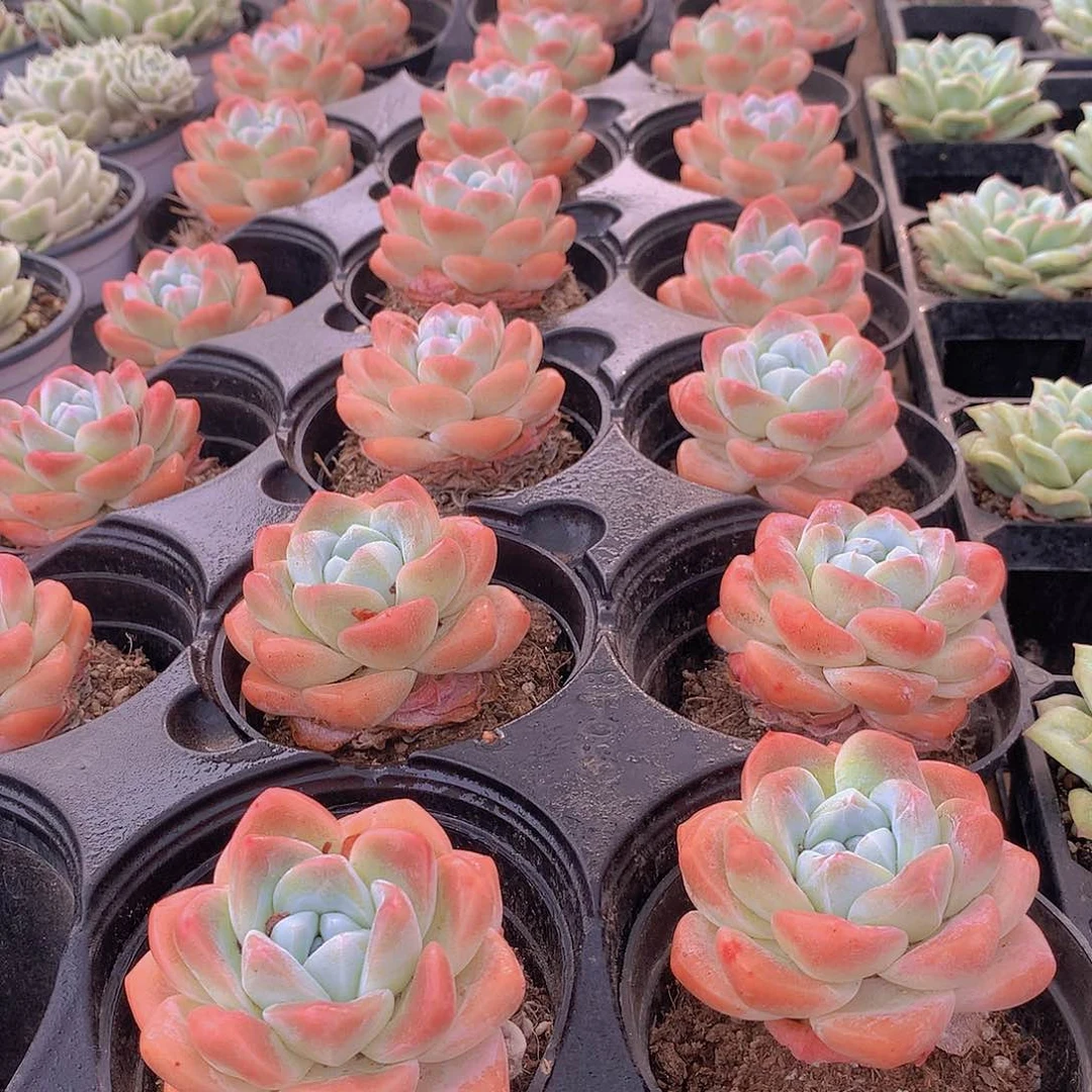 粉冰玉9497977777777777