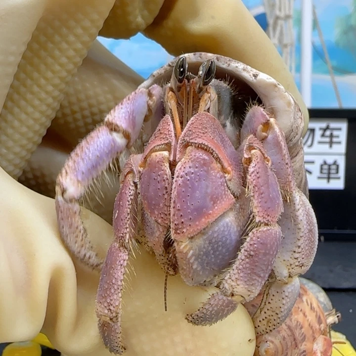 A28粉紫 灰白2.5cm口径