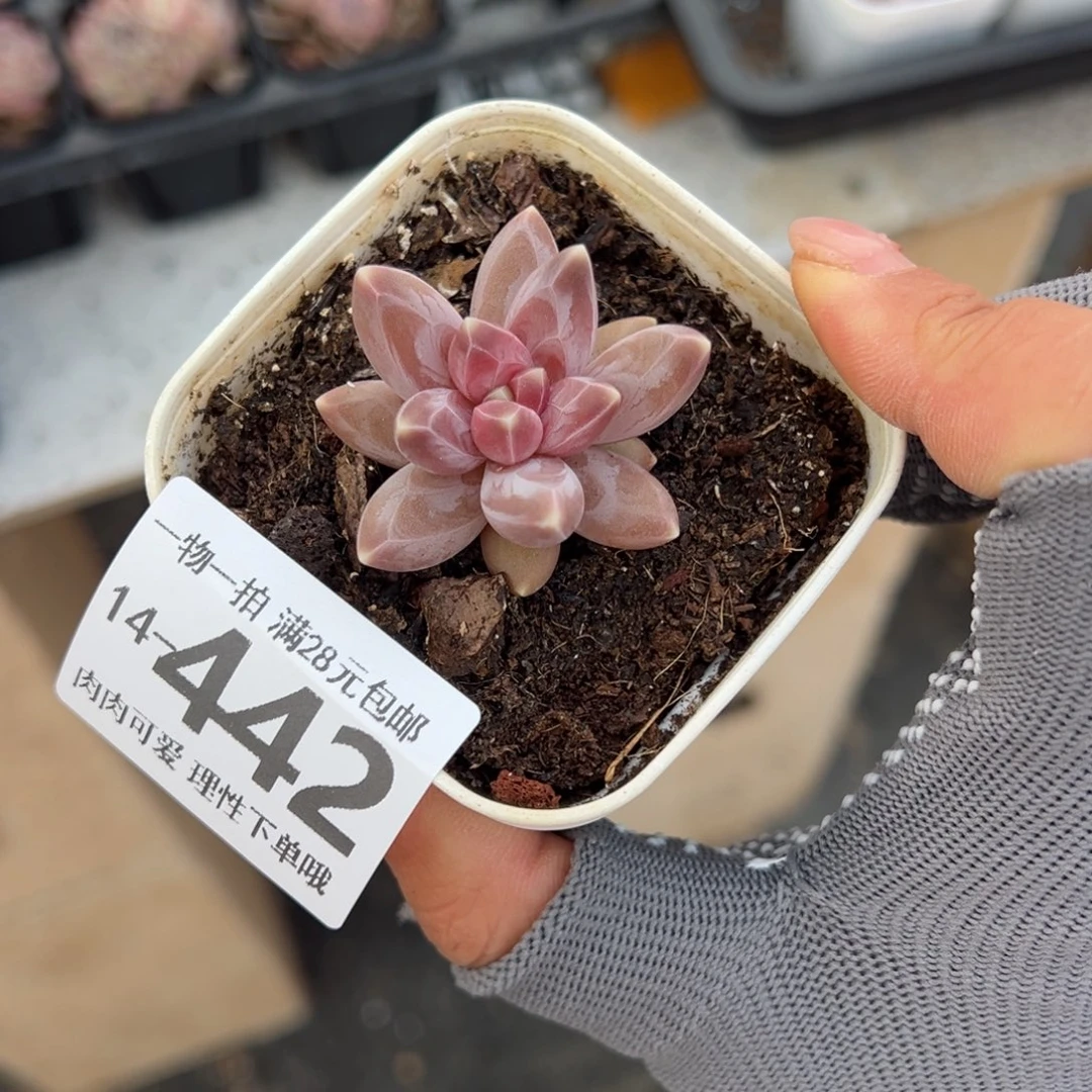 乌拉克拉多肉多肉多肉多肉