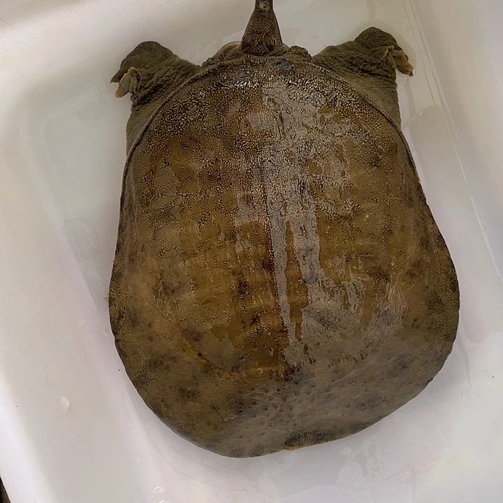 中国大陆野生甲鱼包邮