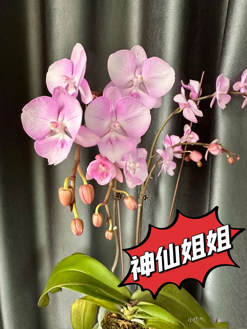 蝴蝶兰2.8杯#神仙姐姐#花苞株