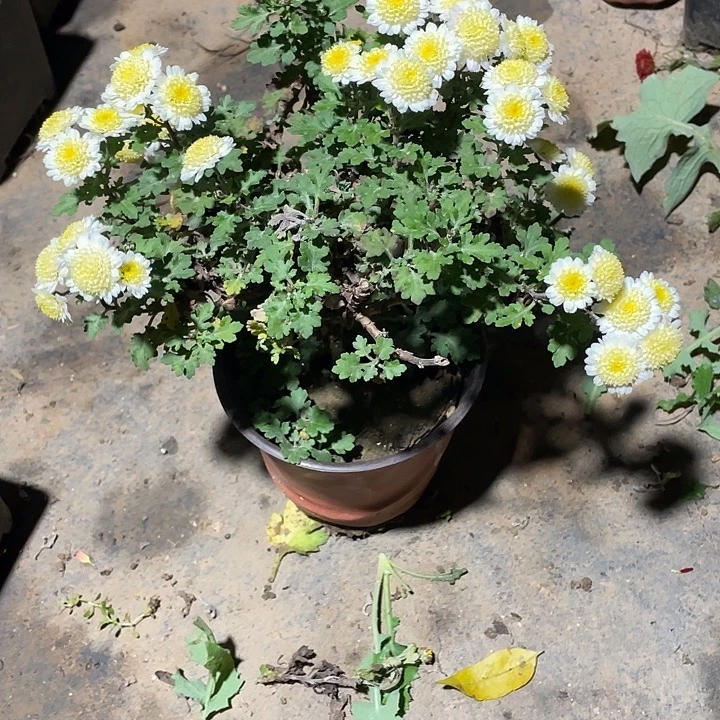 花***事完全开放38菊花菊花菊花