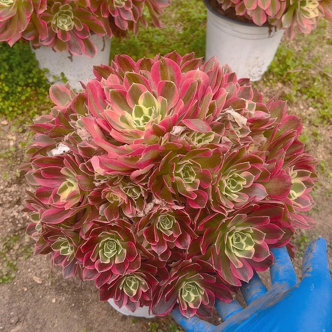 雨花石老庄多肉植物