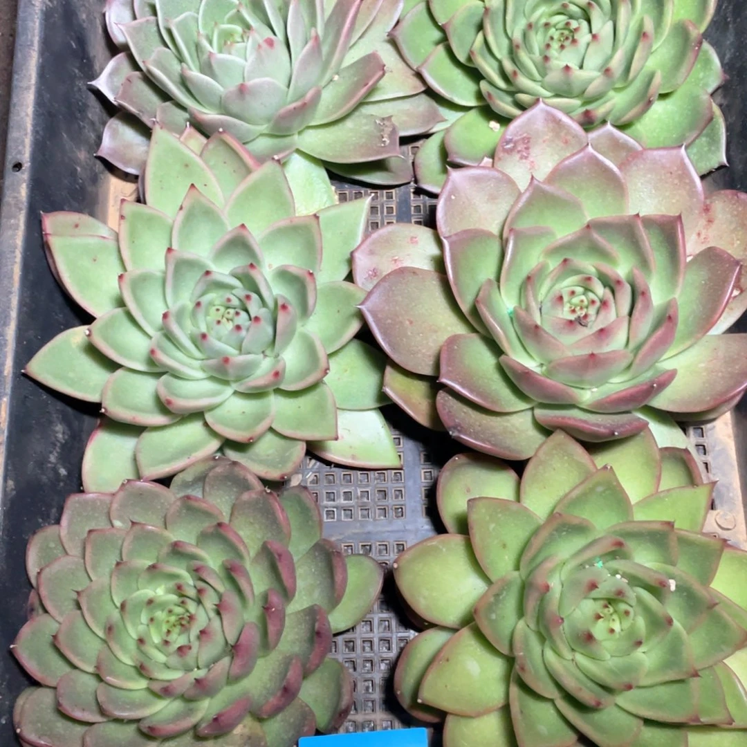 一筐特价福利不售后2789