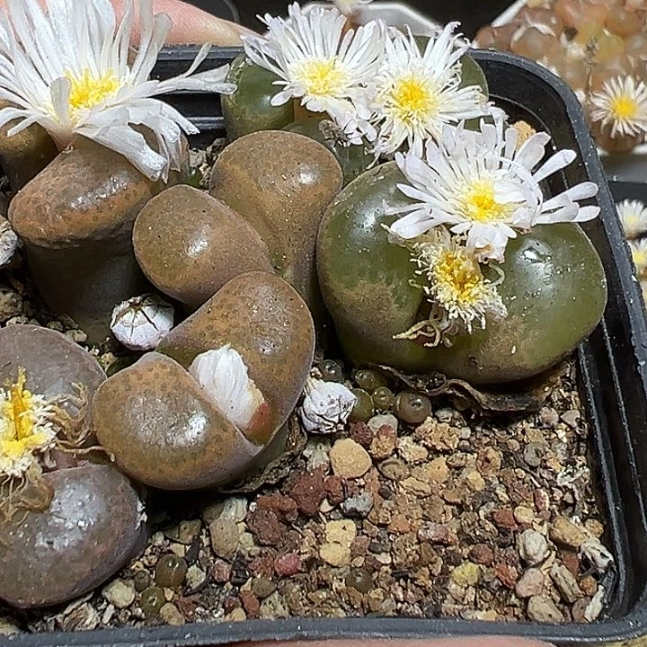 986号特价风铃zzyyyxy