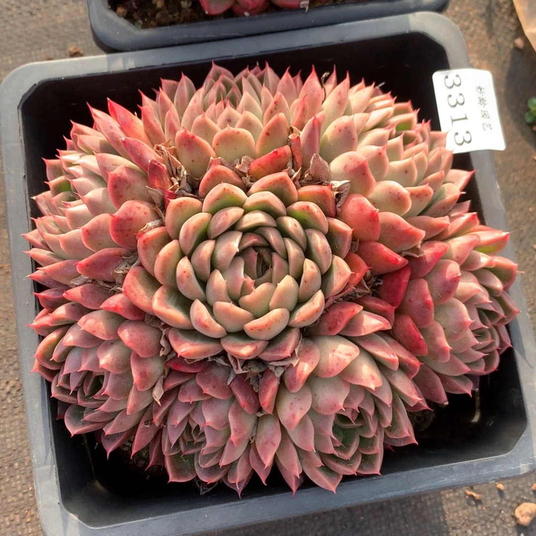 3313杂交多肉植物基地