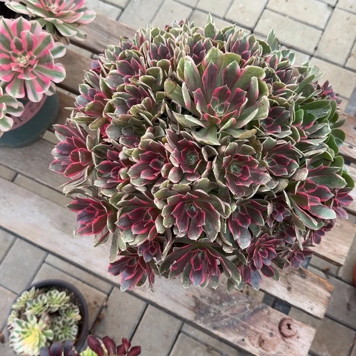 心***佛浣纱多少植物花花