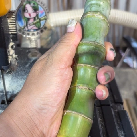 易***洲实心竹竹竹竹竹竹竹竹竹竹