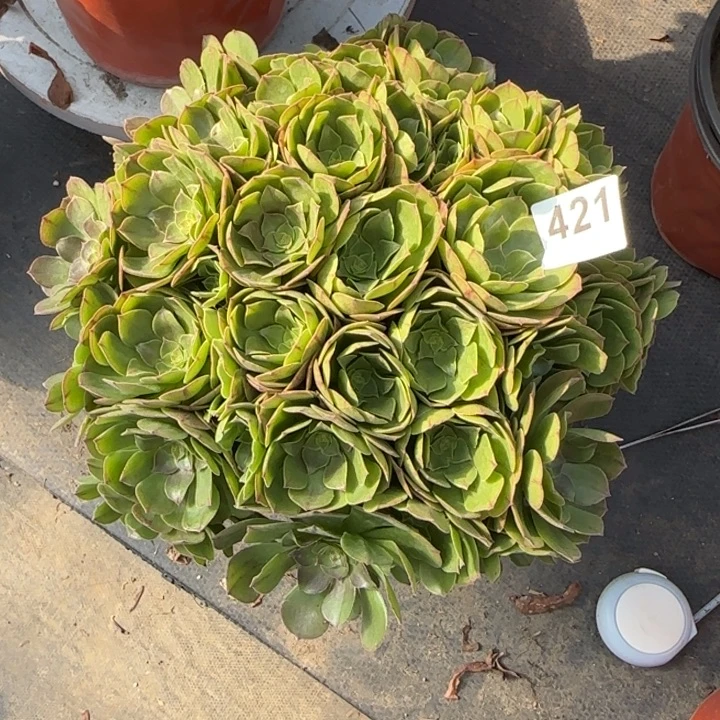 房***店多肉植物万圣节朵421