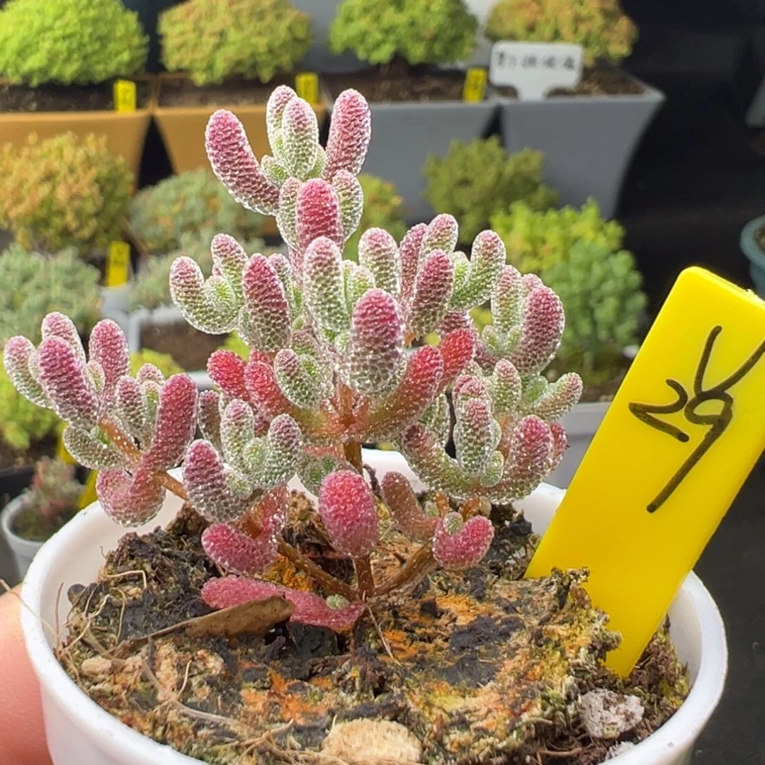 实生冰晶带盆带土发货