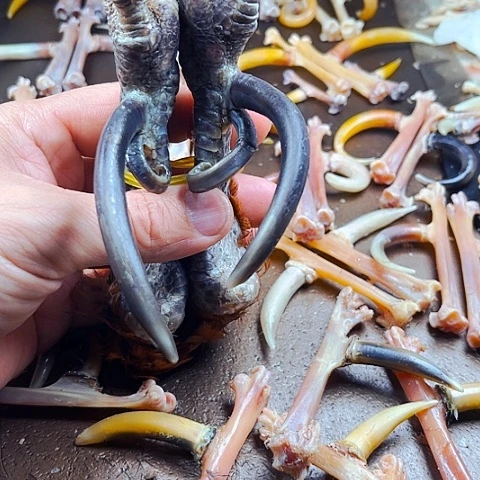 幸*树鸡爪骨毛爪一对，明天发货