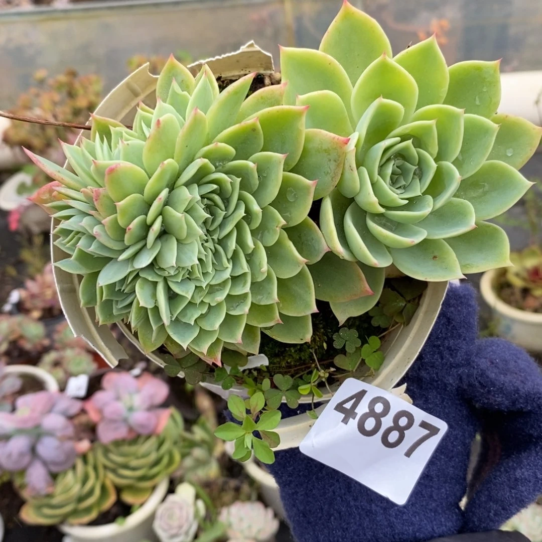 星***L4887三色堇一物一拍