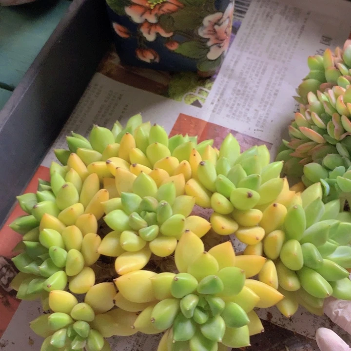 红象牙自然小树无砍群