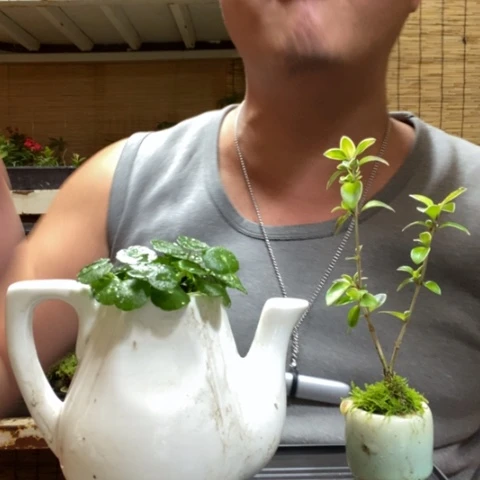 红陶一物一拍所见即所得33