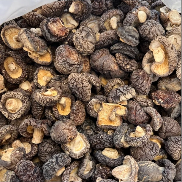 【野珍珠香菇】云南特产 村长推荐煲汤精品