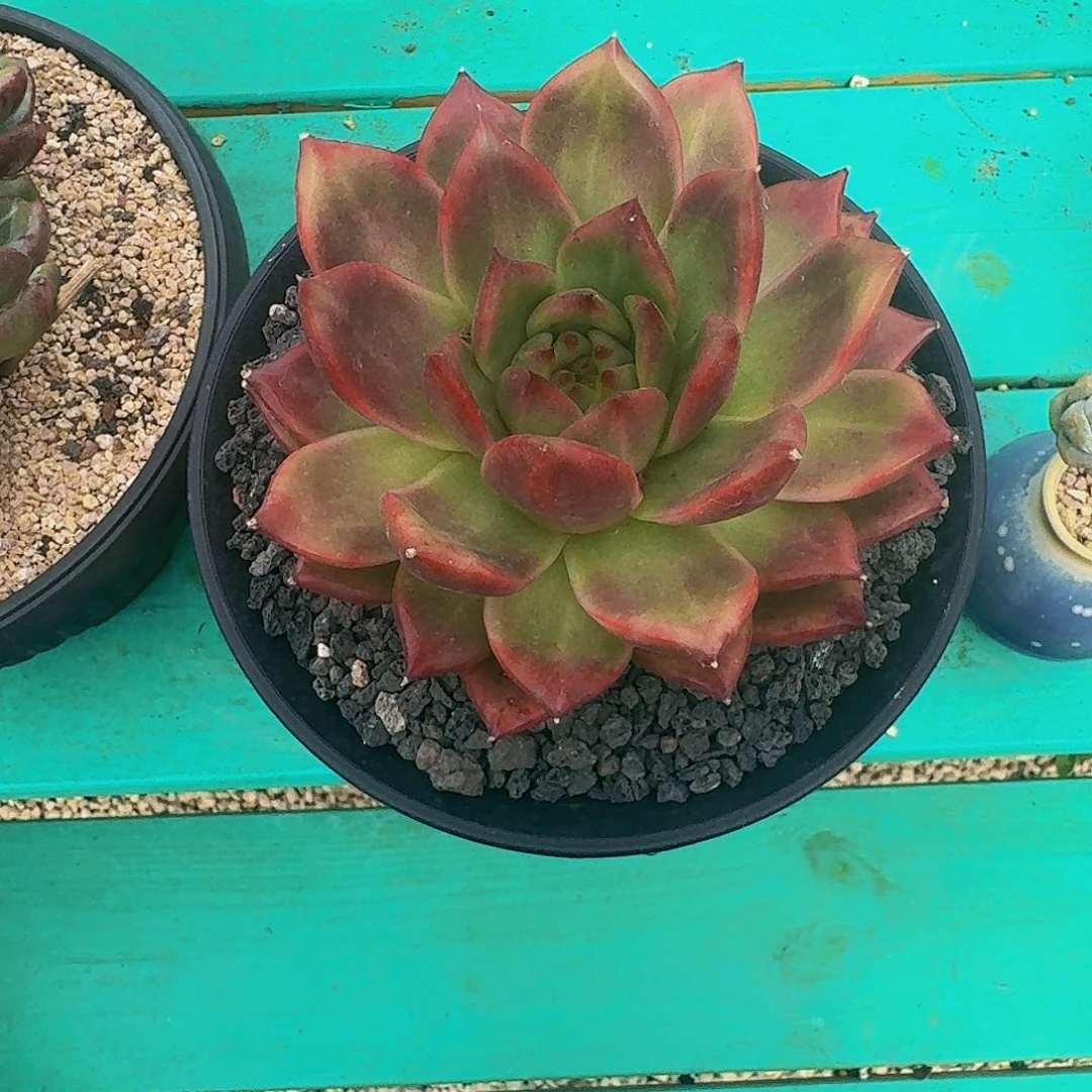 名***1东云 单头 一物一拍