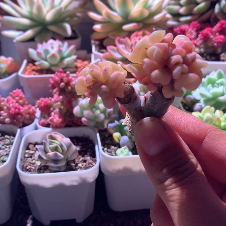 雪精灵覆轮无根无