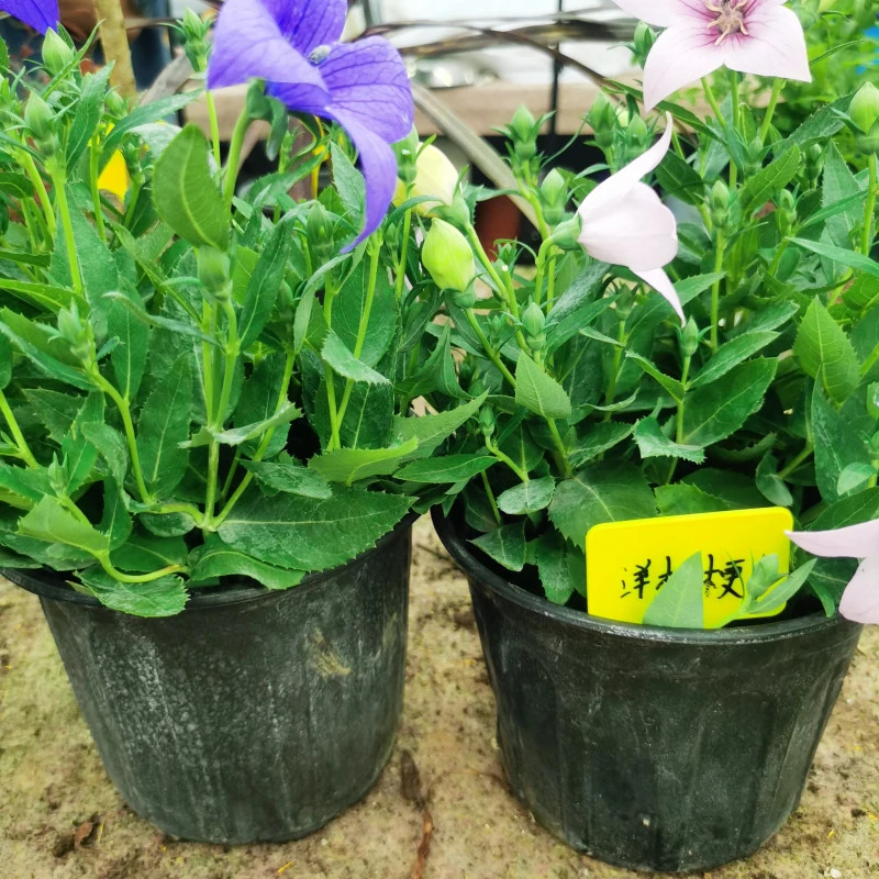 中华洋桔梗盆栽室内外花卉植物