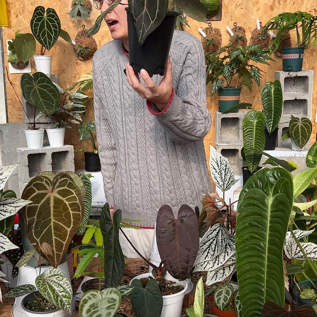 完全开放米歇尔黑盆